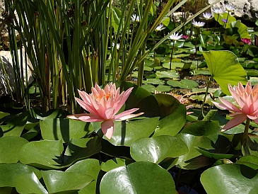 10_wetland_merged_with_regular_garden_at_ramat_hasharon_9_to_12_by_hametaher_www.hametaher.co.il.jpg